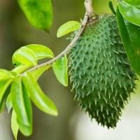 Soursop leaf extract